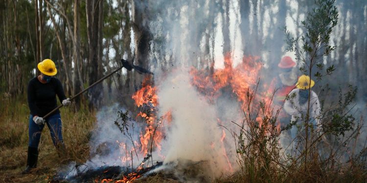 Altas temperaturas colocam alerta sobre Unidades de Conservação do Paraná (Foto: Gabrielly Pontes/CGE)