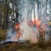 IAT emite alerta para riscos de incêndio no Paraná