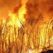 Paraná: Trabalhador tem 90% do corpo queimado em incêndio em canavial; bombeiros fazem alerta