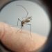 Sem nenhum óbito, novo período sazonal da dengue é iniciado