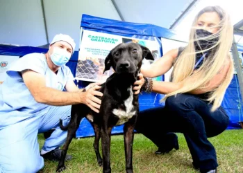 Paraná: 4º ciclo do Castrapet começa em novembro e vai atender 35 mil animais