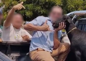Paraná: Homens matam bode para provocar adversários políticos e são denunciados pelo MPPR “Assista o vídeo”