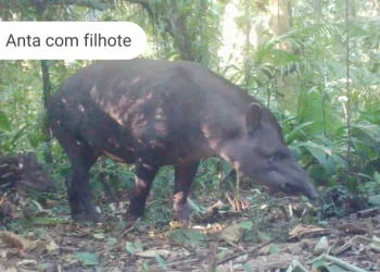 Áreas preservadas pela Copel abrigam grandes mamíferos ameaçados de extinção