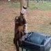 Paraná: Macaco é flagrado tomando cerveja em parque