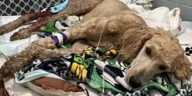 Os namorados Dylan e Emily usaram o dinheiro guardado do futuro casamento para salvar um cão ferido, atropelado numa estrada perto de onde estavam. E receberam muito mais pela boa ação. – Foto: Emily Roberts, Facebook