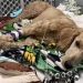 Namorados usam dinheiro do casamento para pagar cirurgia de cão ferido achado na estrada