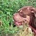 Norte Pioneiro: Ataque de cães leva polícia a encontrar drogas em residência