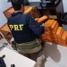 PRF apreende 245 Kg de maconha em Jacarezinho
