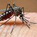 Saúde confirma 462 novos casos de dengue no Paraná