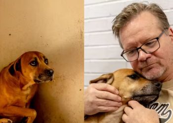 Caramelo triste abandonado para morrer encontra o amor em nova família
