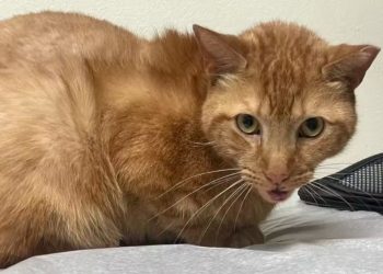 Gatinho que caiu do terceiro andar de prédio em chamas ganha nova chance; “milagre
