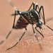 Dengue no Paraná: mais de 8 mil casos são confirmados no estado