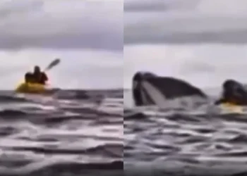 Jovem é engolido por baleia-jubarte e sobrevive de forma impressionante “Assista o vídeo”