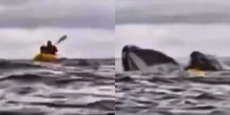 A dupla disse que apesar do susto, não pretende ficar longe do mar (Foto: Reprodução/BioBio Chile)