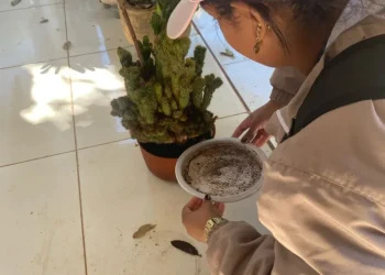 Dengue: conheça práticas diárias para evitar focos do mosquito Aedes aegypti