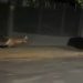 Paraná: Motorista avista onça em área urbana de Jacarezinho “Assista o vídeo”