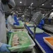 Paraná lidera crescimento absoluto na produção de frangos e suínos no Brasil