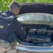 Após perseguição, PRF apreende mais de meia tonelada de maconha no Paraná “Assista o vídeo”
