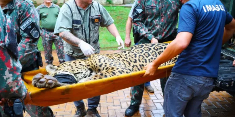 Mesmo em estado frágil, o felino permanece consciente (Foto: Saul Schramm/Sejusp-MS)