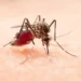 Paraná soma 19 mortes e mais de 25 mil casos de dengue desde o início do ano