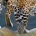 Paraná: Rede coordenada pelo IAT salvou 1.483 animais silvestres entre janeiro e abril