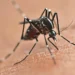 Vacinação contra a dengue é ampliada para mais 102 municípios do Paraná