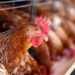 Gripe Aviária: China proíbe importação de aves e derivados do Brasil