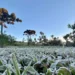 Temperaturas se aproximam de 0°C e Paraná tem previsão de geada; veja regiões