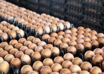 México suspende compra de ovos do Brasil após casos de gripe aviária