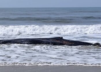 Moradores tentam retirar filhote de baleia da areia, no litoral paranaense “Assista o vídeo”