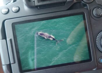 Paraná: Presença de baleias no Litoral é sinal de recuperação da espécie; IAT inicia pesquisa da migração