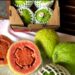 Carlópolis, que produz 37,7 mil toneladas de frutas, sediará o VI Simpósio da Fruticultura