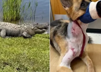 Cachorro é arrastado por jacaré e sobrevive ao ‘giro da morte’