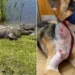 Cachorro é arrastado por jacaré e sobrevive ao ‘giro da morte’