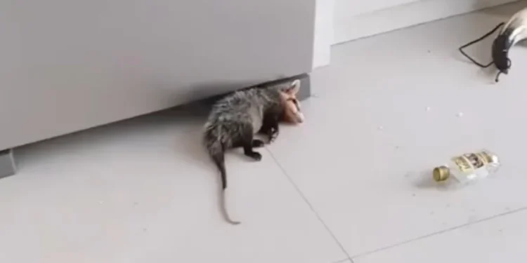 O animal não estava ferido. Foto: Reprodução/ Instagram/ @carlacristina.coelho
