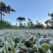 Frio chega com força e traz temperaturas negativas ao Paraná