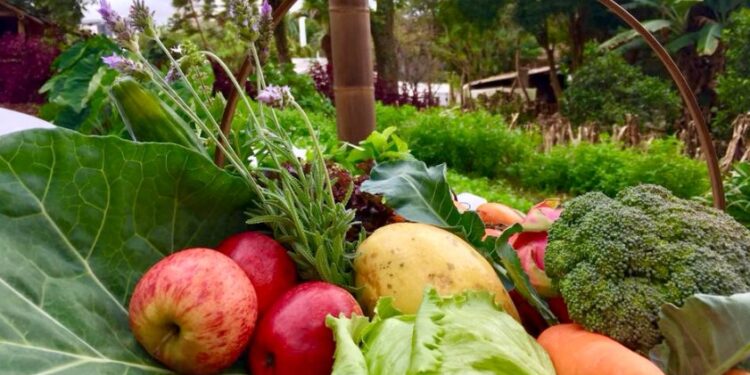 Líder no País, Paraná chega a 352 municípios com adesão ao Sistema de Segurança Alimentar
Foto: Arquivo AEN