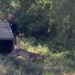 Paraná: Onça-parda é encontrada em quintal na área urbana de Cambé e devolvida à natureza “Assista o vídeo”