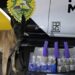 Norte Pioneiro: BPRv apreende 18 kg de maconha com auxílio de cão farejador em ônibus na PR-855 “Assista o vídeo”