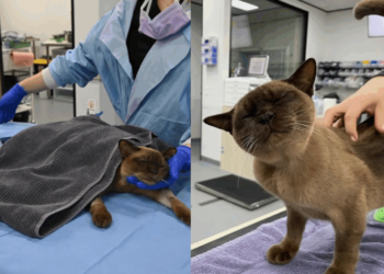 Gato sobrevive após entrar em máquina de lavar e passar por ciclo completo
