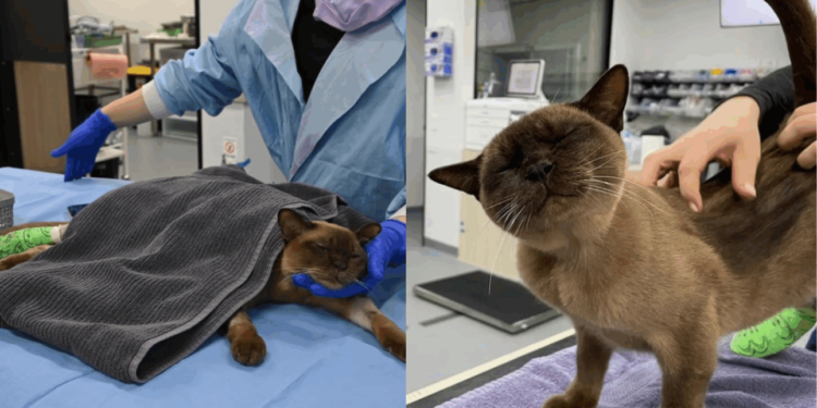 Tutor percebou após o ciclo encerrar (Foto: SASH – Small Animal Specialist Hospital)