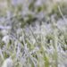 Paraná registra -3,4ºC e estado amanhece com paisagens congeladas