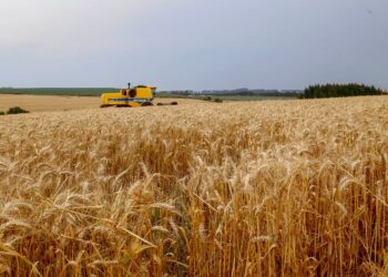 Paraná inicia colheita de 2,6 milhões de toneladas de trigo, principal cultura de inverno