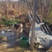 PCPR resgata 11 cachorros vítimas de maus-tratos em Piraí do Sul