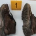 Pioneira: Polícia Científica do Paraná é destaque internacional por geologia forense