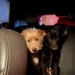 Perita da Polícia Científica do Paraná resgata animais após acidente com vítimas fatais