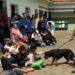 Norte Pioneiro: Polícia Militar realiza apresentação do Canil para alunos em Ribeirão do Pinhal