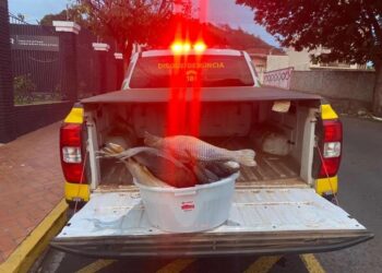 Norte Pioneiro: Ambiental flagra pesca predatória e apreende munições em Santo Antônio da Platina