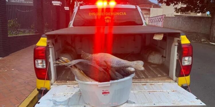 Foto: Polícia Ambiental