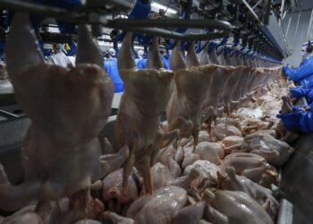 Paraná espera receita milionária com retorno das exportações de frango à Malásia